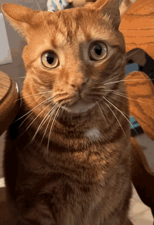 Crystal Cat Stare Crystal GIF - Crystal Cat Stare Crystal Stare GIFs