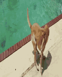 Dog Happy GIF - Dog Happy Swimming GIFs