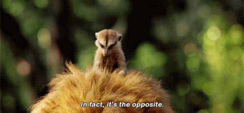 The Lion King Timon GIF - The Lion King Timon In Fact Its The Opposite -  Discover & Share GIFs