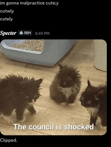 three kittens standing next to each other with the caption the council is shocked