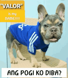 Gerald Santos Frenchie Dog GIF - Gerald Santos Frenchie Dog Valor GIFs