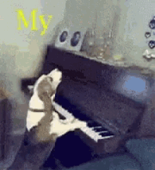 a dog is playing a piano in a room with the word my on the wall behind it