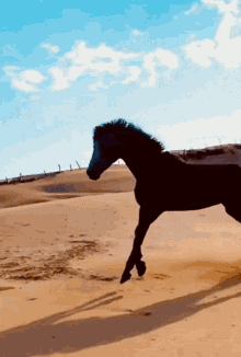 Horse Black Horse GIF - Horse Black Horse Desert GIFs