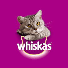 Whiskas GIF - Whiskas GIFs