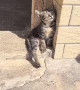 a cat is sleeping on the ground next to a building
