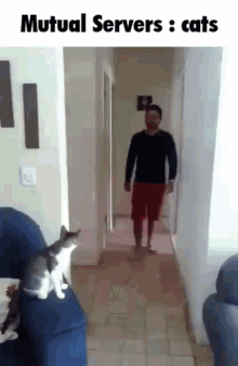 Cat Handshake GIF - Cat Handshake GIFs