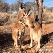 Touching Affection GIF - Touching Affection Couples GIFs