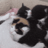 a calico cat and her kittens are laying on a couch