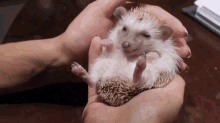 Rub-a-dub Grub GIF - Hedgehog Cute Eat GIFs