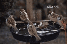 Sparrows GIF - Sparrows GIFs