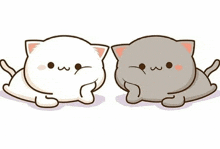 a white cat and a gray cat are laying next to each other .