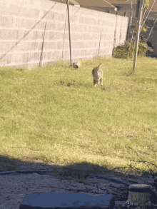 Cats Running GIF - Cats Running Disappear GIFs