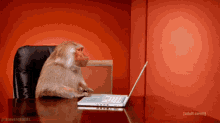 Monkey Laptop GIF - Monkey Laptop Adult Swim GIFs