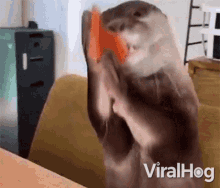 Eating Otter GIF - Eating Otter Salmon GIFs