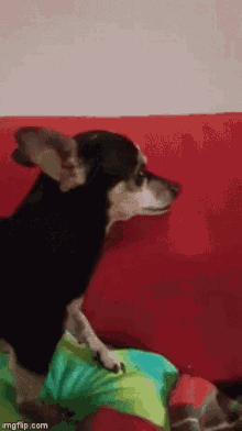 Chihuahua Vicious GIF - Chihuahua Vicious Dog GIFs