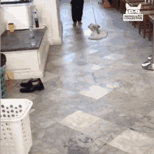 mop cleaning dog cute animals working pets
