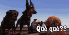Gordos Dogs GIF - Gordos Dogs Que GIFs