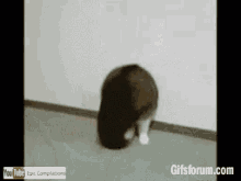 Cat Silly GIF - Cat Silly Rolling GIFs