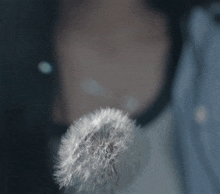 a close up of a dandelion being blown by a person