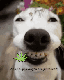Puppy Stoned GIF - Puppy Stoned Pup GIFs