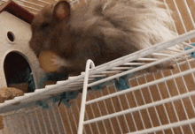 Dog Hamster Meme GIF - Dog Hamster Meme Hamster GIFs