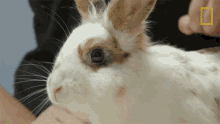 Sniffing Critter Fixers GIF - Sniffing Critter Fixers Stare GIFs