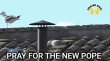 a seagull standing on a roof with the words pray for the new pope