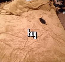 Bug Cat Cat Meme GIF