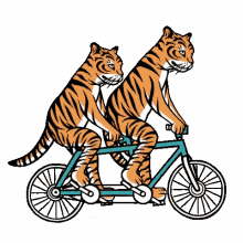 bike cats