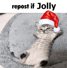 a cat wearing a santa hat with the words repost if jolly