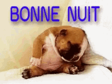 Bonne Nuit GIF - Bonnenuit Dog GIFs