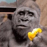 Gorilla Shocked GIF - Gorilla Shocked Speechless GIFs