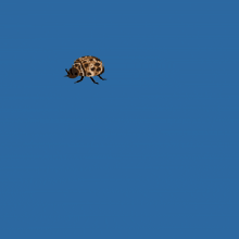 Carpet Beetle GIF - Carpet Beetle GIFs