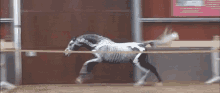 Horse Halloween GIF - Horse Halloween Jumping GIFs