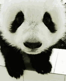 Panda Baby GIF - Panda Cute Funny GIFs