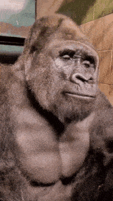 Gorilla Gorilla Stare GIF - Gorilla Gorilla Stare Fart GIFs