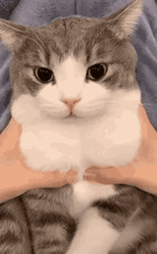 a person is holding a gray and white cat in their hands .