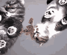 Cats Eating GIF - Cats Eating Kitty GIFs