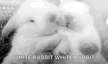 Rabbits Bunny GIF - Rabbits Bunny Cuddling GIFs
