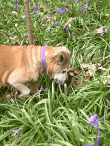 Terriers Dogs GIF - Terriers Dogs GIFs