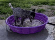 Blue Heeler Australian Cattle Dog Pool Splash Dig Play Puppy GIF
