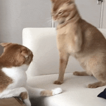 Cat Cat Fight GIF - Cat Cat Fight Orange Cat GIFs
