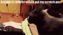 Cat Looking GIF - Cat Looking GIFs