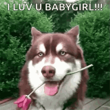 Dogs Love GIF - Dogs Love Baby GIFs