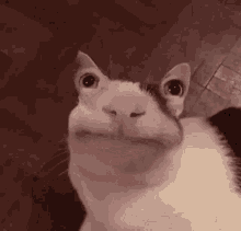 Cat Stoned GIF - Cat Stoned GIFs