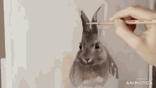 a person is painting a rabbit with a brush and the words made in animatica are visible in the corner
