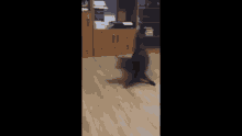 Cat Spinning GIF - Cat Spinning Confused GIFs