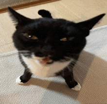 a black and white cat is standing on its hind legs on a rug looking up at the camera .