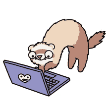 laptop ferret