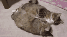 Two Cats Sleeping GIF - Two Cats Sleeping Cats GIFs
